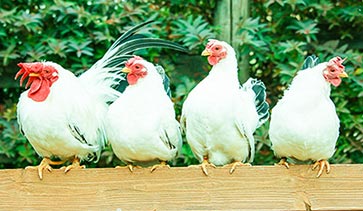 2017�N�̊��x�I�сi�Ƃ�j�Əo���X�|�b�g�@������