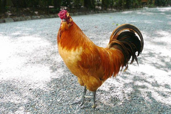 熱田神宮の風格のある鶏