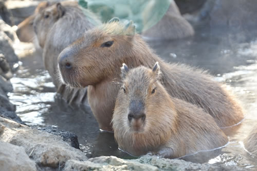 年は子年 あなたの年賀状にピッタリのネズミは