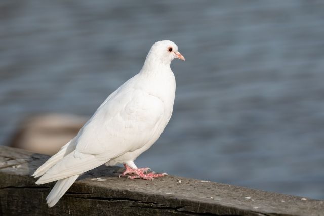 街中で見かける白い鳩