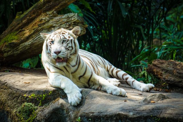 美しいホワイトタイガー（白虎）