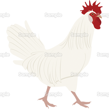 トコトコ歩く白い鶏 無料イラスト 年賀状プリント決定版 21