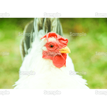 鶏の顔のアップ 無料イラスト 年賀状プリント決定版 21
