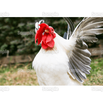 羽ばたく鶏 無料イラスト 年賀状プリント決定版 21