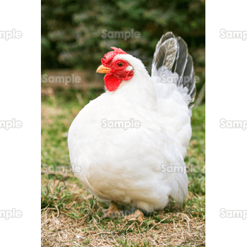 白い腹の鶏 無料イラスト 年賀状プリント決定版 22