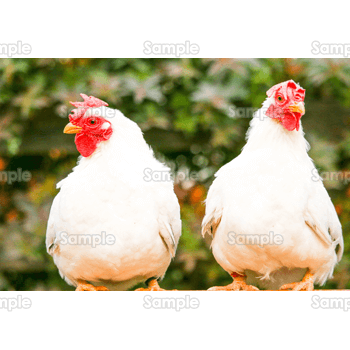 二羽の鶏 無料イラスト 年賀状プリント決定版 23