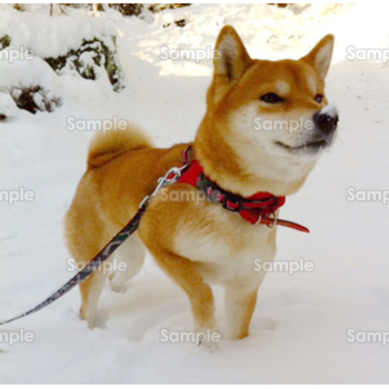 雪の中の柴犬 無料イラスト 年賀状プリント決定版 21