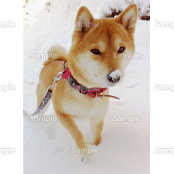 雪の中を散歩中の柴犬 無料イラスト 年賀状プリント決定版 21