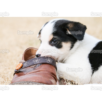 靴を噛む犬 無料イラスト 年賀状プリント決定版 21