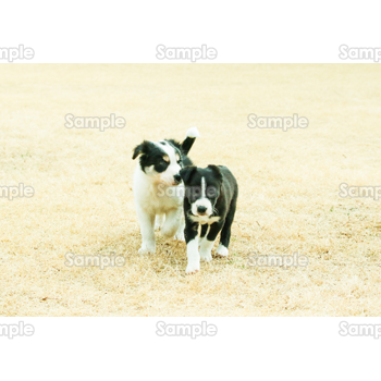 二匹の白黒犬 無料イラスト 年賀状プリント決定版 22
