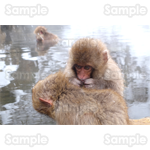 猿 写真 無料年賀状素材 年賀状プリント決定版 21