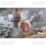 猿 写真 無料年賀状素材 年賀状プリント決定版 23